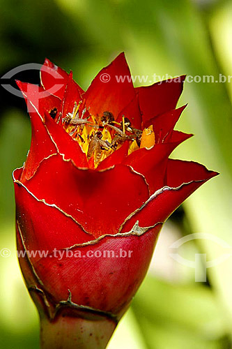  Inflorescência do Costus productus - flor - Sítio Roberto Burle Marx  - Barra de Guaratiba - Rio de Janeiro - RJ - Brasil  O sítio é Patrimônio Histórico Nacional desde 04-08-2003. obs. foto digital  - Rio de Janeiro - Rio de Janeiro - Brasil