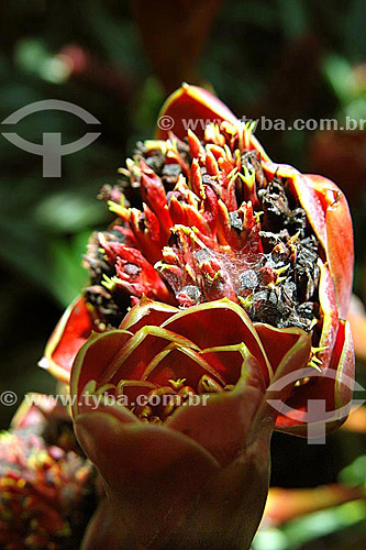  (Etlingera hemisphaerica) - flor - Sítio Roberto Burle Marx  - Barra de Guaratiba - Rio de Janeiro - RJ - Brasil  O sítio é Patrimônio Histórico Nacional desde 04-08-2003. obs. foto digital  - Rio de Janeiro - Rio de Janeiro - Brasil