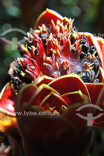  (Etlingera hemisphaerica) - flor - Sítio Roberto Burle Marx  - Barra de Guaratiba - Rio de Janeiro - RJ - Brasil  O sítio é Patrimônio Histórico Nacional desde 04-08-2003. obs. foto digital  - Rio de Janeiro - Rio de Janeiro - Brasil