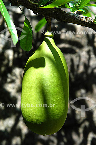  Fruta no Sítio Roberto Burle Marx  - Barra de Guaratiba - Rio de Janeiro - RJ - Brasil  O sítio é Patrimônio Histórico Nacional desde 04-08-2003. obs. foto digital  - Rio de Janeiro - Rio de Janeiro - Brasil