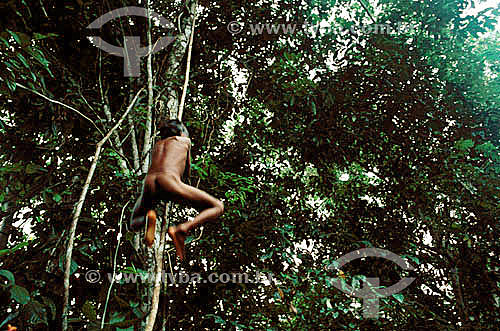  Menino índio brincando no cipó - Amazônia - Brasil 