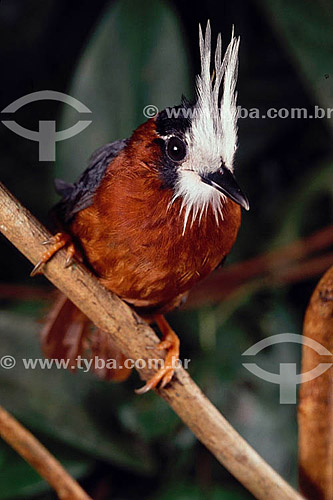  (Pithys albifrons) - Mãe-de-taoca-de-topete - Amazônia - Brasil 