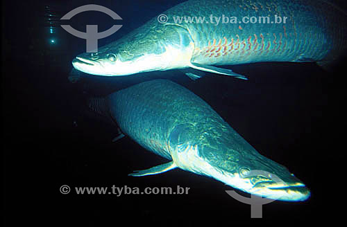  (Arapaima gigas) Dois Pirarucus - Amazônia - Brasil 