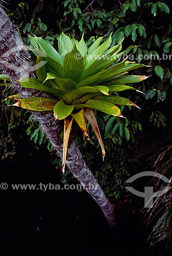 Árvore com bromélia - Amazônia - Brasil 