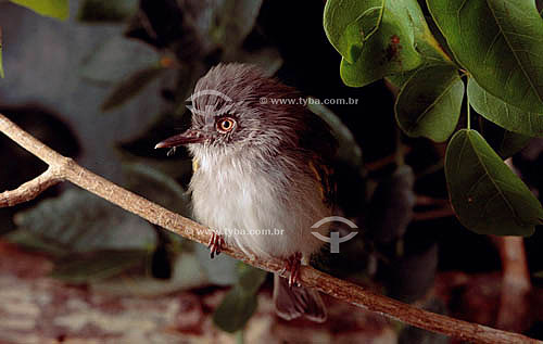  (Hemitriccus margaritaceiventer) Sebinho-de-olho-de-ouro - Caatinga - Brasil 