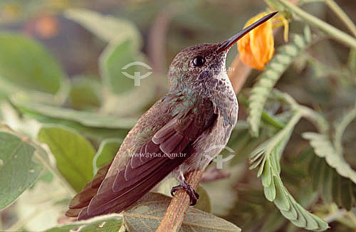  (Chlorestes notatus) Beija-flor-de-garganta-azul (fêmea) - Caatinga - Brasil 