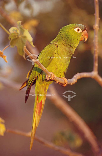  (Aratinga acuticaudata) Periquitão, Periquito-de-cabeça-azul - Caatinga - Brasil 
