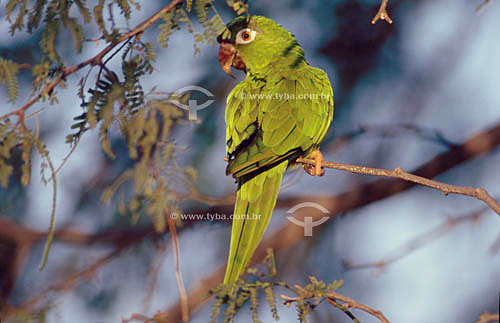  (Aratinga acuticaudata) Periquitão, Periquito-de-cabeça-azul - Caatinga - Brasil 