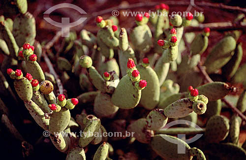  (Opuntia inamoena) Palmatória - Cacto - Caatinga - Brasil 