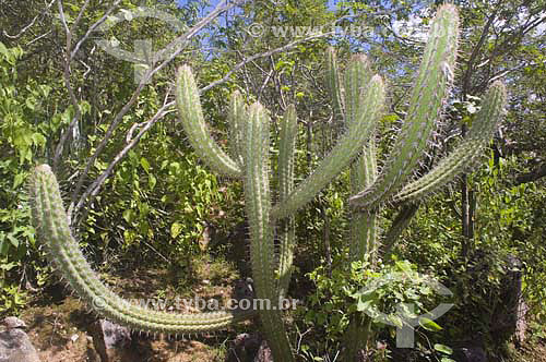  Vegetação de caatinga na região da serra do Angico, às margens do rio São Francisco - Piranhas - AL - Brasil - junho 2005
  - Piranhas - Alagoas - Brasil