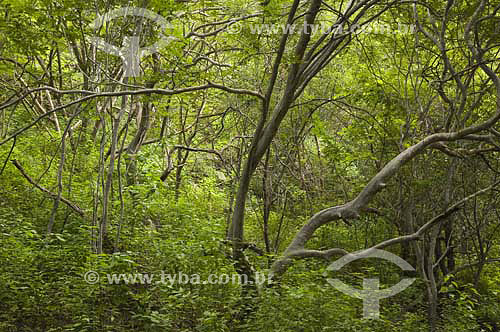  Vegetação de caatinga na região da serra do Angico, às margens do rio São Francisco - Piranhas - AL - Brasil - junho 2005
  - Piranhas - Alagoas - Brasil