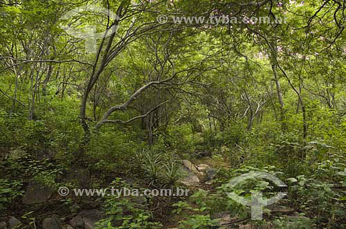  Vegetação de caatinga na região da serra do Angico, às margens do rio São Francisco - Piranhas - AL - Brasil - junho 2005
  - Piranhas - Alagoas - Brasil