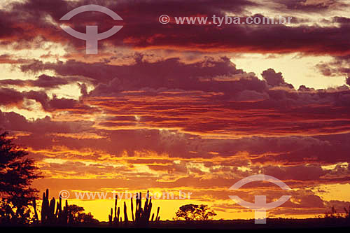  Silhueta de mandacarus e nuvens coloridas - Paisagem típica da Caatinga ao pôr-do-sol - Brasil 