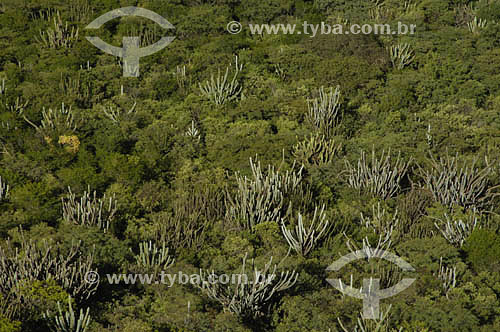  Vegetação de Caatinga - Petrolina - PE - Brasil
Data: 05/2006
 