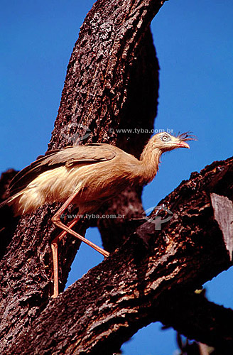  (Cariama cristata, Cariamidae) Siriema , Seriema - Brasil   