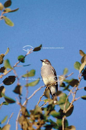  (Xolmis cinerea) Maria-Branca ou Primavera - Cerrado - MG - Brasil  - Minas Gerais - Brasil