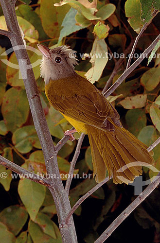  (Eucometis paniculata) - pássaro - Cerrado - Brasil 