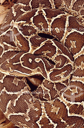  (Bothrops alternata) Urutu Cruzeiro - Cerrado - Brasil 