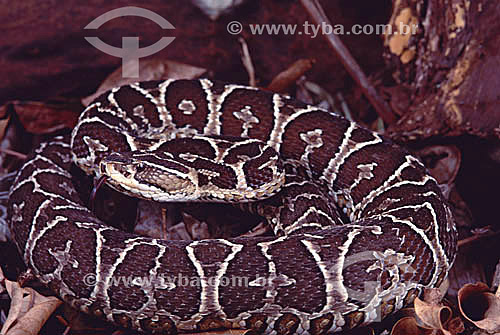  (Bothrops alternata) Urutu-Cruzeiro - Cerrado  - Brasil 