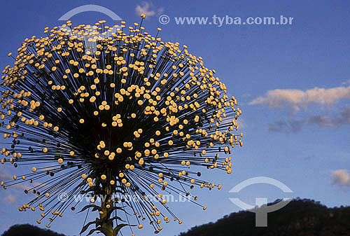  Sempre-Vivas - Flor do Cerrado - Brasil 