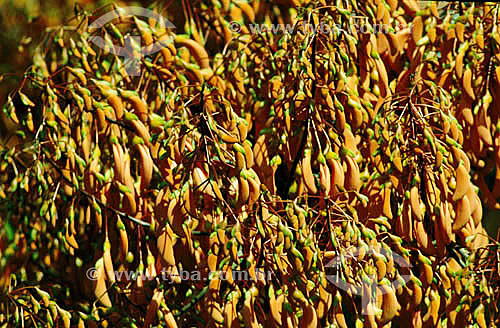  (Erythrina) Flores de 