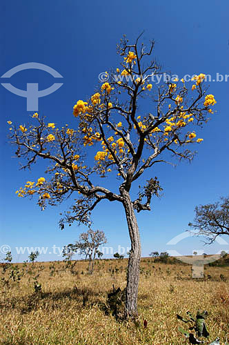  (Tabebuia ochracea) Ipê Amarelo - Cerrado - GO - Brasil / 2009  - Goiás - Brasil