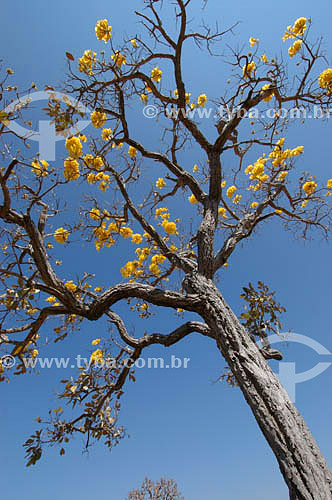  (Tabebuia ochracea) Ipê Amarelo - Cerrado - GO - Brasill   - Goiás - Brasil