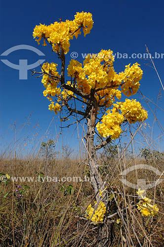  (Tabebuia ochracea) Ipê Amarelo - Cerrado - GO - Brasil  - Goiás - Brasil