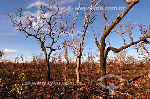  Árvores após queimada - Cerrado - Parque Nacional das Emas  - GO - Brasil   O Parque é Patrimônio Mundial pela UNESCO desde 16-12-2001.  - Goiás - Brasil