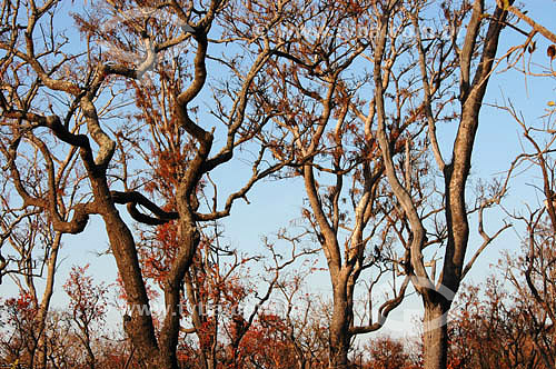  Árvores após queimada - Cerrado - Parque Nacional das Emas  - GO - Brasil   O Parque é Patrimônio Mundial pela UNESCO desde 16-12-2001.  - Goiás - Brasil