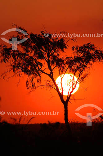  Silhueta de árvore ao pôr-do-sol - Cerrado - Parque Nacional das Emas  - GO - Brasil / Data: 2005.   O Parque é Patrimônio Mundial pela UNESCO desde 16-12-2001. 