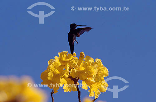  (Heliomaster squamosus) Beija-Flor - Mata Atlântica - Brasil 