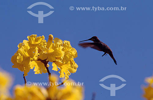  (Heliomaster squamosus) Beija-Flor - Mata Atlântica - Brasil 