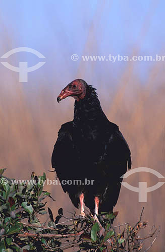  (Cathartes aura) Urubu da Cabeça Vermelha - Parque Nacional das Emas - Cerrado - GO - Brasil / Data: 2007



 