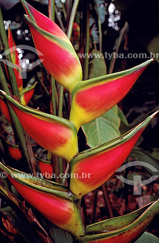  Flor de bananeira - Mata Atlântica - Brasil 