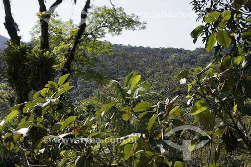  Mata Atlântica nas proximidades de Cambury - litoral norte de São Paulo - SP - Brasil  - São Paulo - Brasil