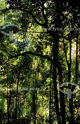  Mata Atlântica no Parque Nacional da Tijuca - Rio de Janeiro - RJ - Brasil / Data: 2009 