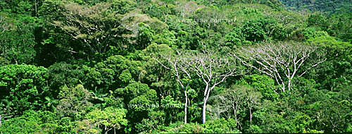  Trecho de floresta da Mata Atlântica - Florianópolis - SC - Brasil  - Santa Catarina - Brasil