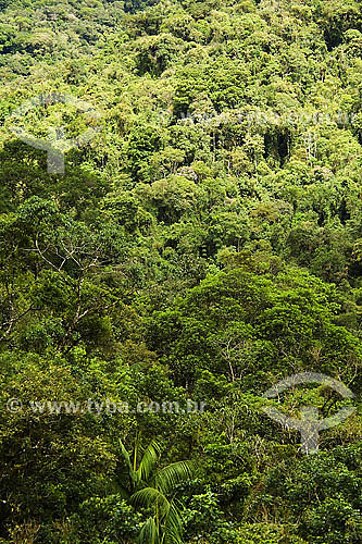  Floresta da Mata Atlântica - Parque Estadual da Serra do Mar - Cunha - SP - Brasil - 01/2007  - Cunha - São Paulo - Brasil