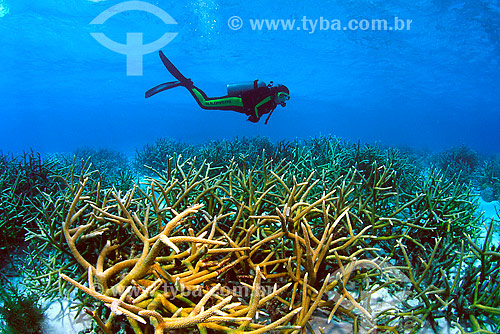  Corais e mergulhador - Bonaire 