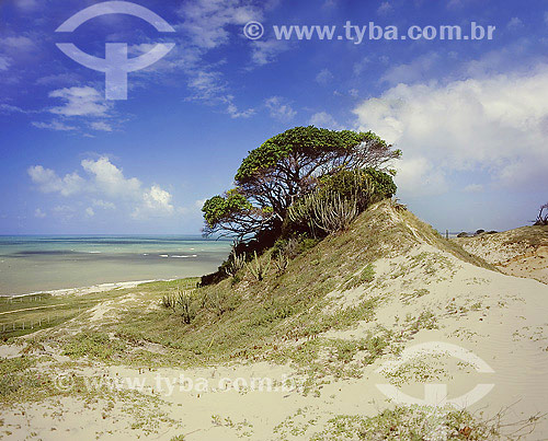  Dunas no Rio Grande do Norte - RN - Brasil  - Rio Grande do Norte - Brasil