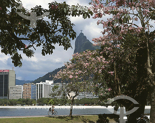  Ipê Rosa na Praia de Botafogo com Corcovado ao fundo - Rio de Janeiro - RJ - Brasil - 2008  - Rio de Janeiro - Rio de Janeiro - Brasil