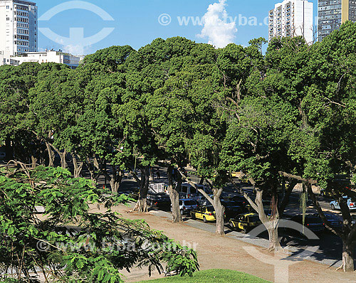  Árvores da Praia de Botafogo - Botafogo - Rio de Janeiro - RJ - Brasil - 2006  - Rio de Janeiro - Rio de Janeiro - Brasil