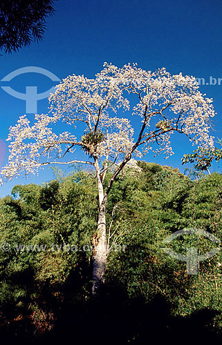  (Ceiba glaziovii) Árvore-barriguda - Serra de Baturité - CE - Brasil  - Ceará - Brasil