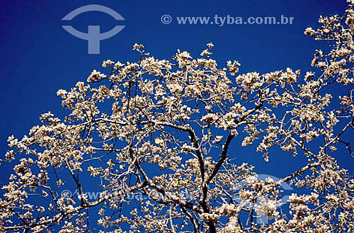  (Ceiba pentandra) Árvore-barriguda - Serra do Baturité - CE - Brasil  - Ceará - Brasil