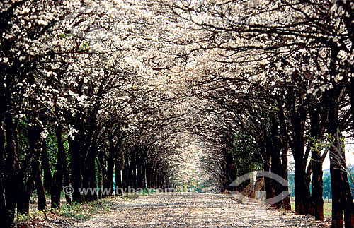  (Tabebuia roseo-alba) Ipês Brancos - Pindorama - SP - Brasil  - Pindorama - São Paulo - Brasil