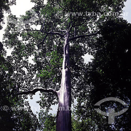  (Calycophyllum spruceanum) Pau-Mulato - Jardim Botânico - Rio de Janeiro RJ - Brasil

  - Rio de Janeiro - Rio de Janeiro - Brasil