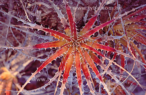  (Encholirium spectabile) - Bromélia da Caatinga - Brasil  