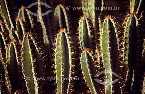  (Cereus jamacaru) - Mandacaru - cactus da Caatinga - Brasil 