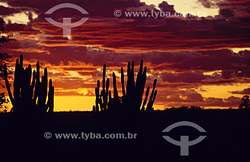  Grupo de cactus Mandacarus ao pôr-do-sol - Caatinga - Brasil 